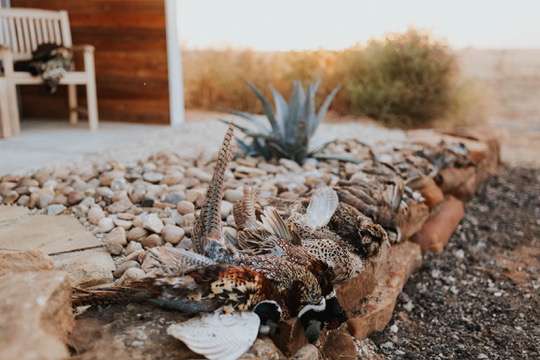 Upland & Dove Hunting Upland & Dove Hunting